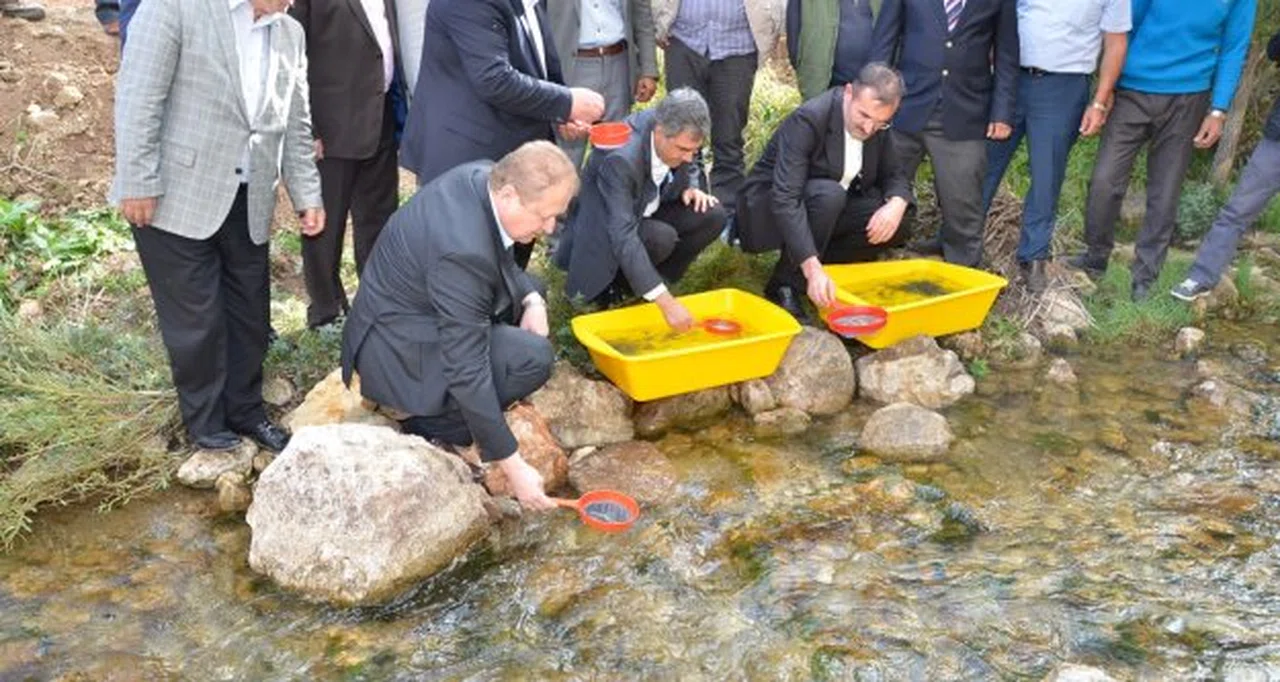 Balahor Deresi ve Aşağı Alıçlı Göleti’ne Yavru Alabalık Bırakıldı