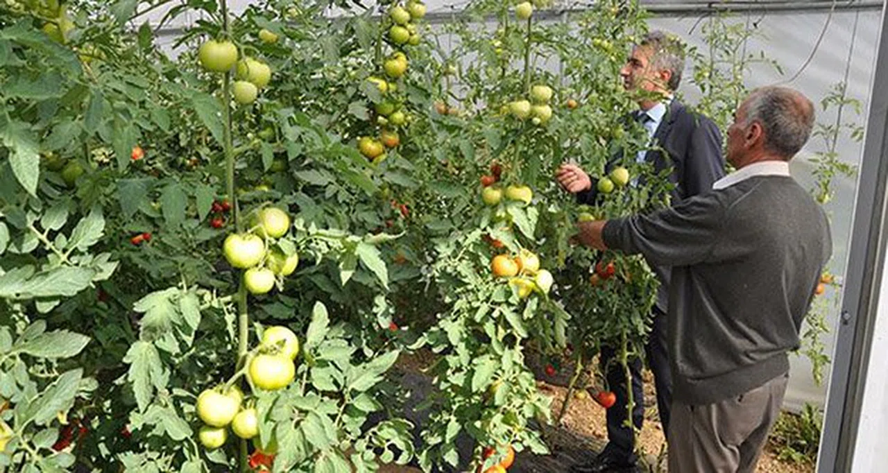 Tarım’da küçük aile işletmelerine destek verilecek