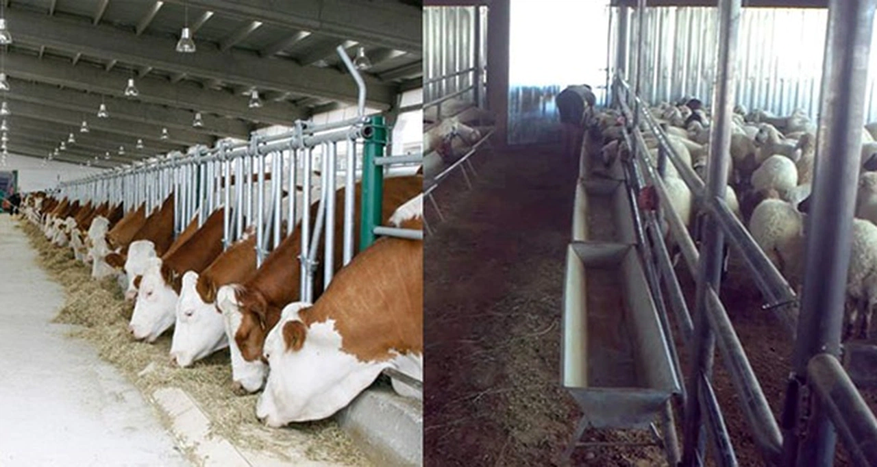 DOKAP Hayvancılık Desteklemeleri Başvuru Süresinde Sona Yaklaşılıyor