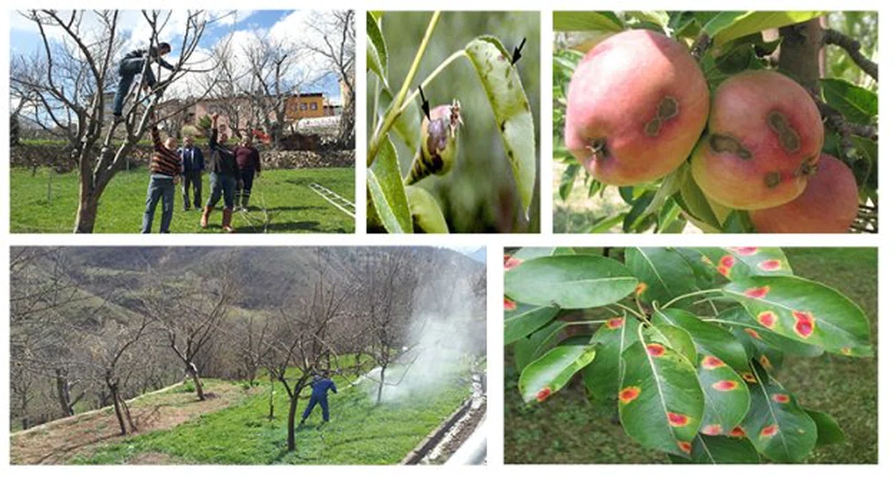 Meyve ağaçlarında budama ve zirai mücadele zamanı geldi!