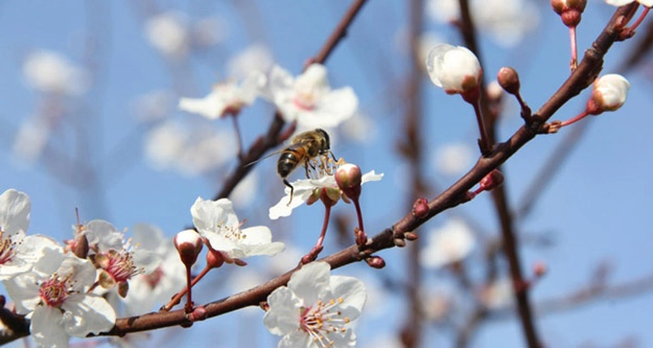 Muhtemel don riskine dikkat