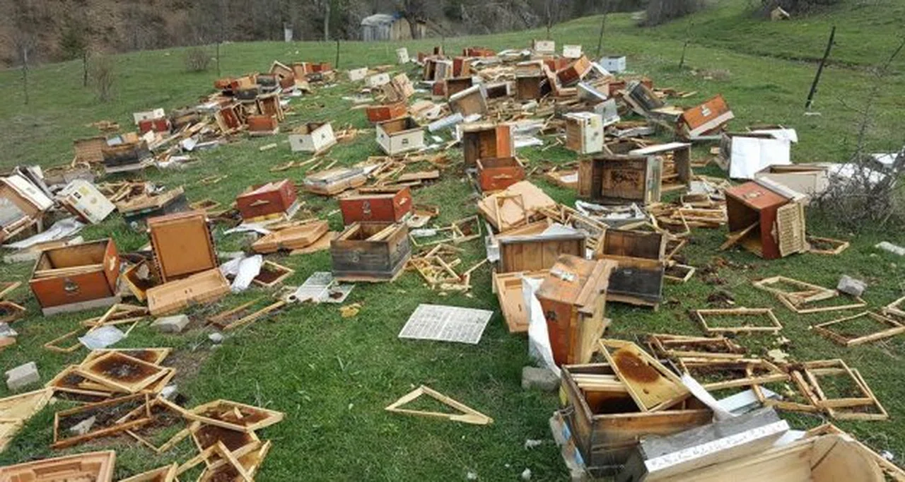 Ayılar sahaya indi...