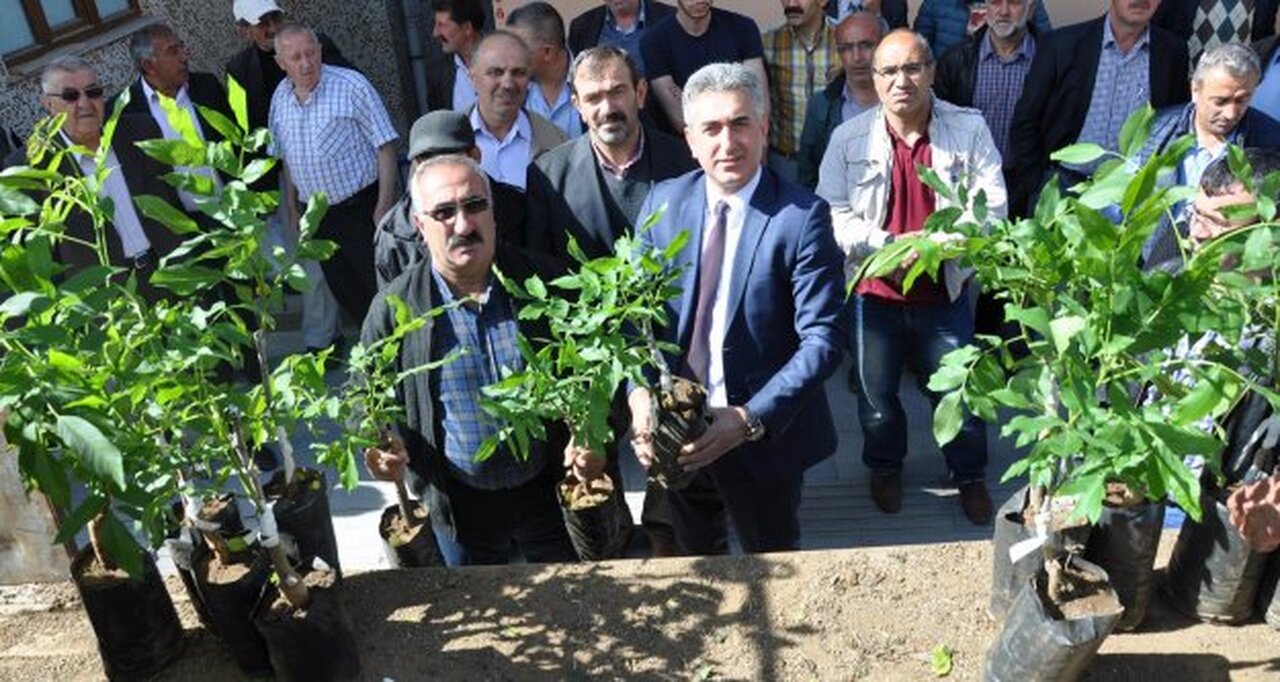 Gümüşhane’de 7 bin 400 adet Ceviz Fidanı Dağıtıldı