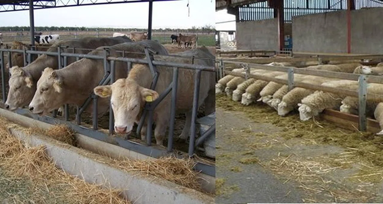 DOKAP %50 hibeli ahır/ağıl yapımı başvuru sonuçları açıklandı