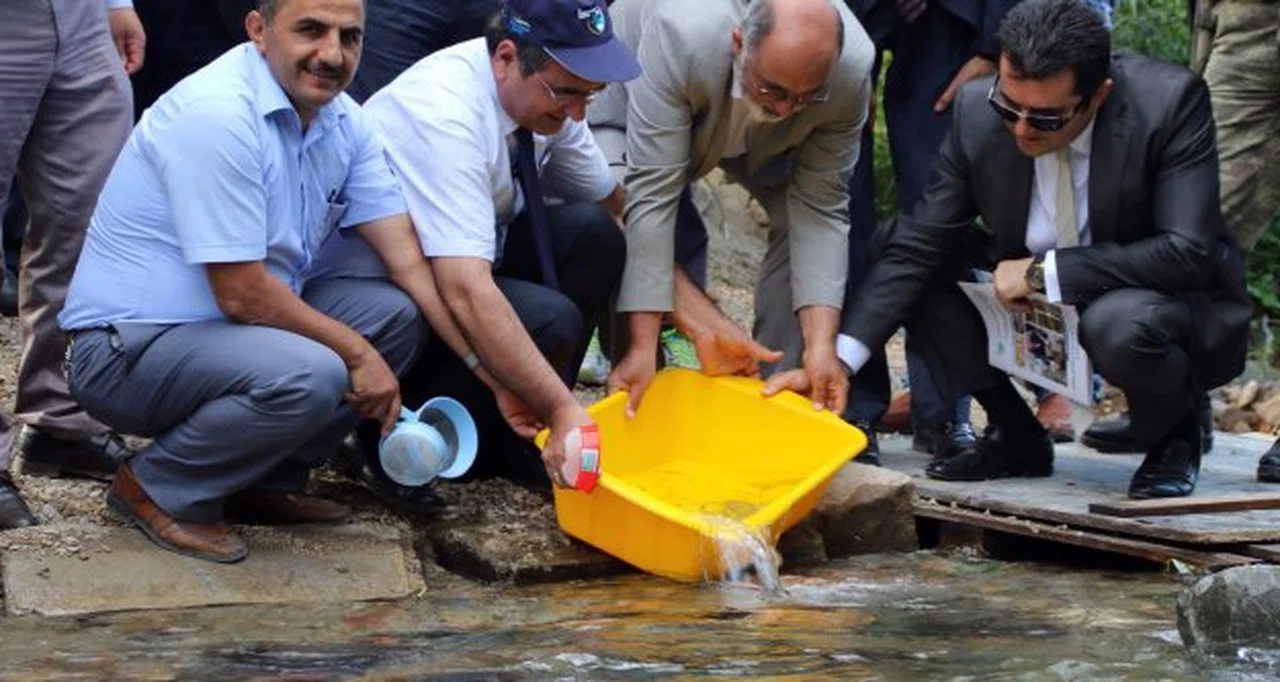 Gümüşhane’de derelere 20 bin alabalık daha bırakıldı