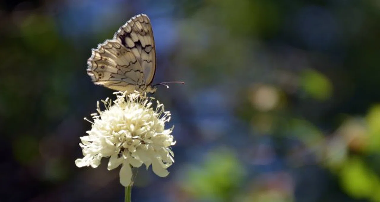 Gümüşhane 213 kelebek çeşidiyle Türkiye’nin en zengin ili