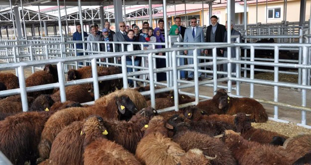 Kelkit ve Şiran’da ki genç çiftçilerin koyunları dağıtıldı