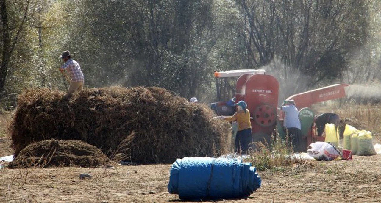 Köse’nin yeni gelir kapısı kuru fasulye oldu