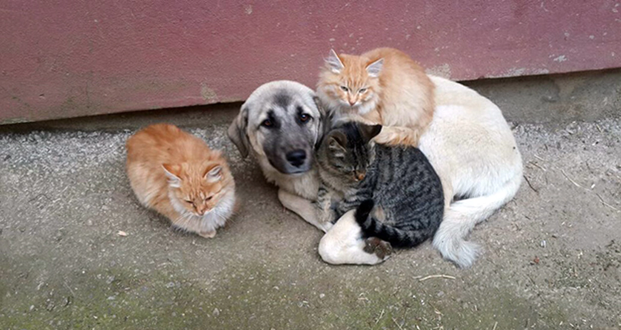 Bu dostluk insanlara ders olsun