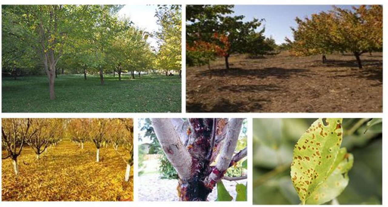 Sonbaharda zirai mücadeleyi ihmal etmeyin