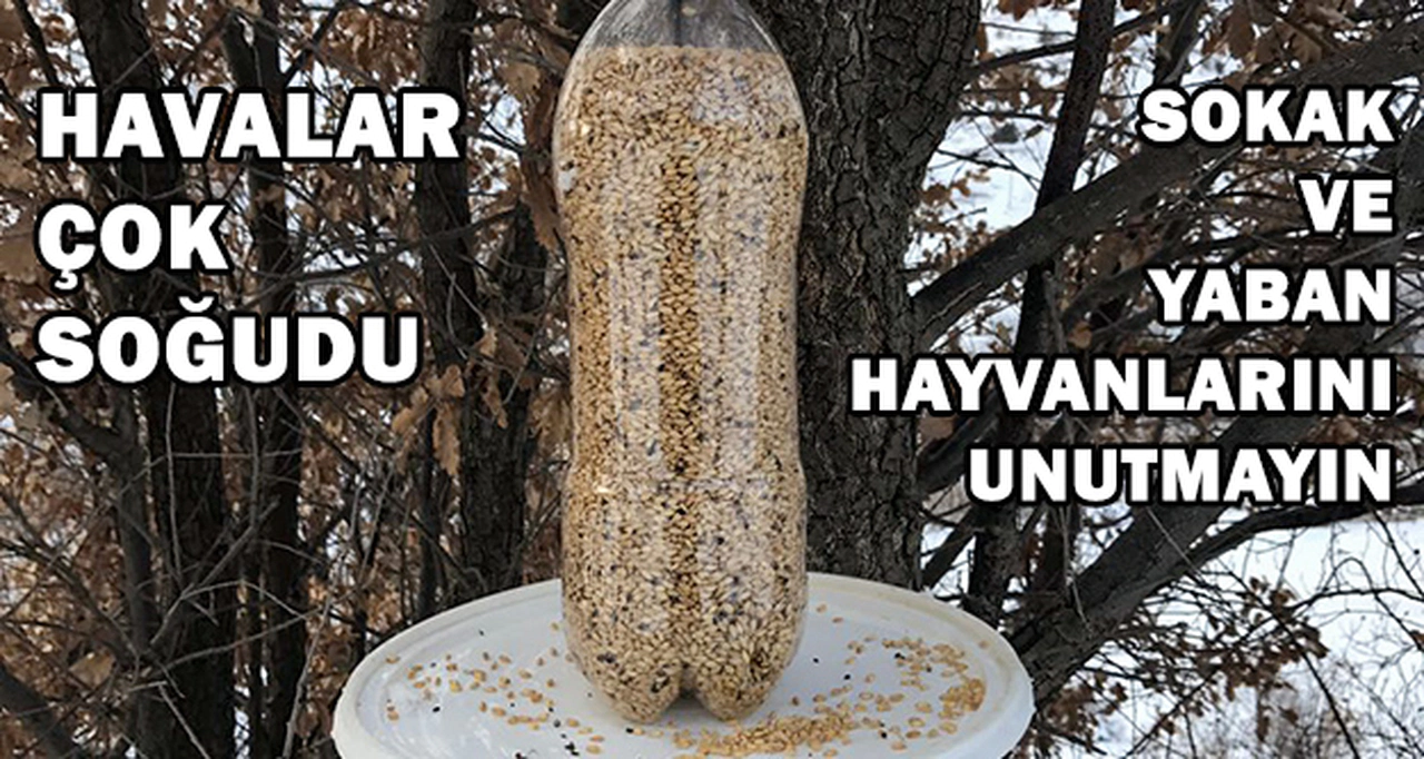 Bu soğuklarda yaban ve sokak hayvanlarını ihmal etmeyin