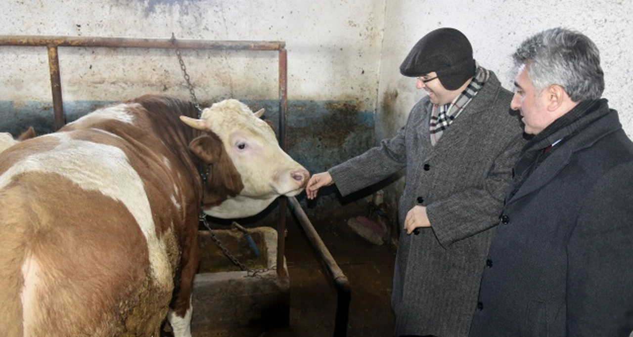 'Buraların Samsung’u, iPhone’u şu gezmiş olduğumuz ahırlar'