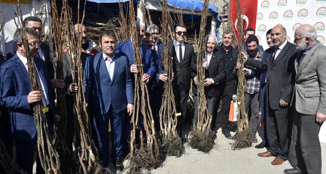 Gümüşhane’de 50 bin ceviz fidanının dağıtımına başlandı