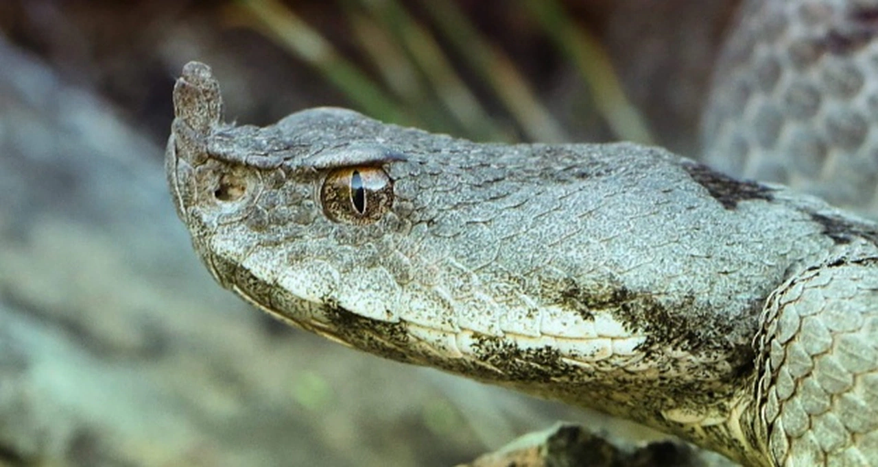 Gümüşhane'de ilk kez görüntülendi