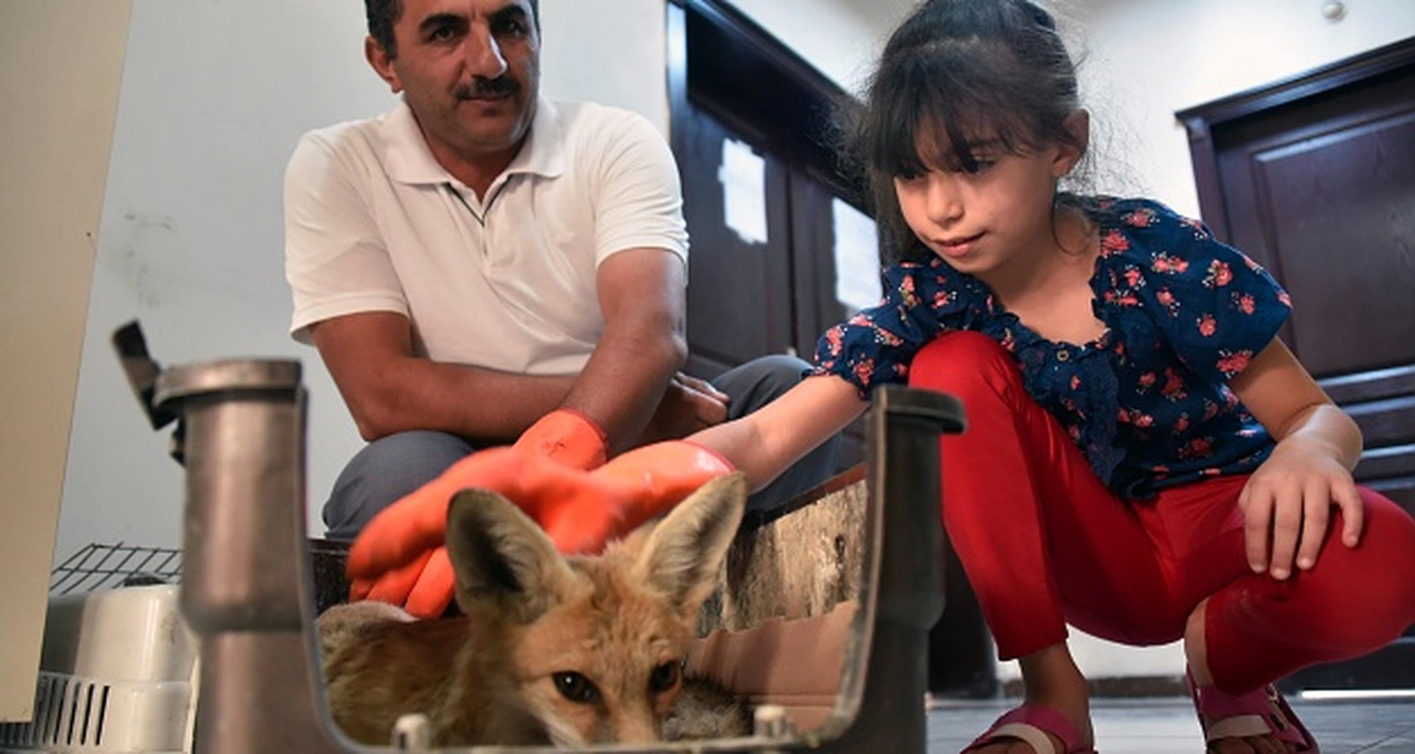 Gümüşhane’de yaralanan yavru tilki tedavi altına alındı