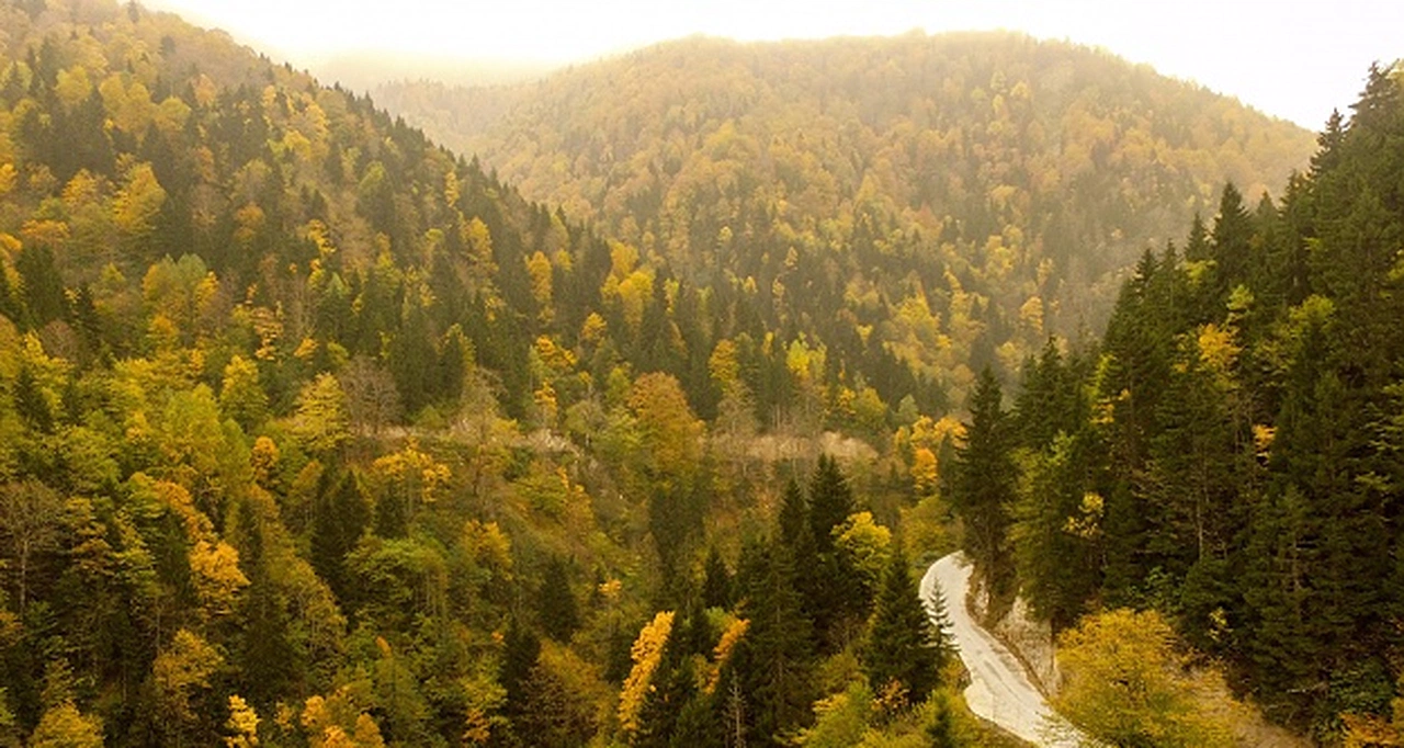 Arapların ‘Hayalimdeki Cennet’ dedikleri Örümcek Ormanlarında sonbahar bir başka güzel