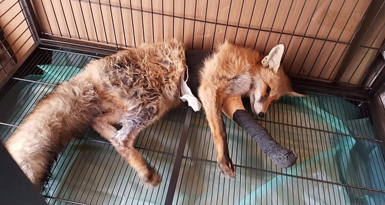 Ayağı kırılan Kızıl Tilki'ye plak takılarak tedavi altına alındı
