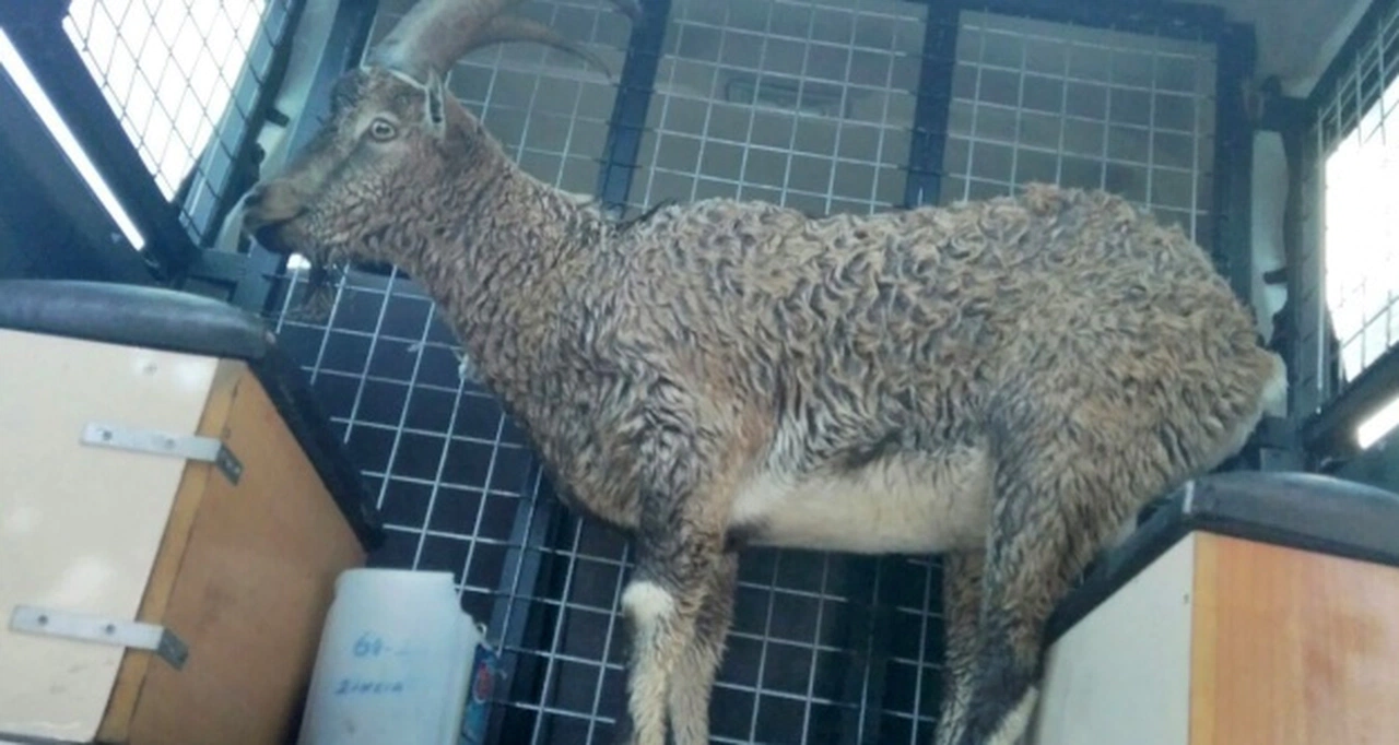 Yolunu şaşırıp ilçeye inen dağ keçisini polisler doğaya saldı