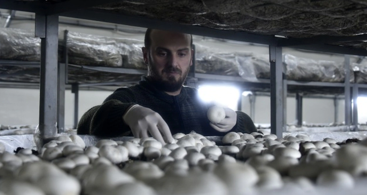 Olmaz denileni yaptı şimdi binlerce ton mantar üretiyor