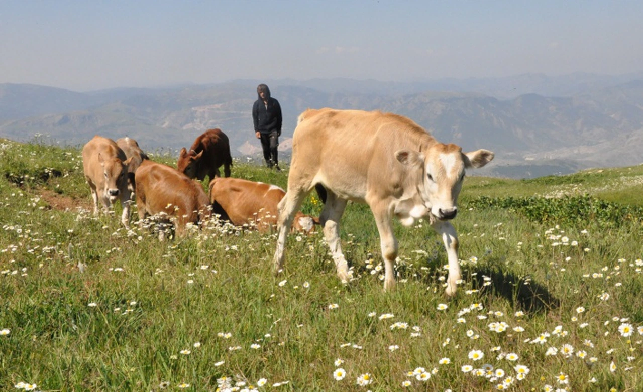 Gümüşhane’de büyükbaş hayvan sayısı son 20 yılın zirvesinde