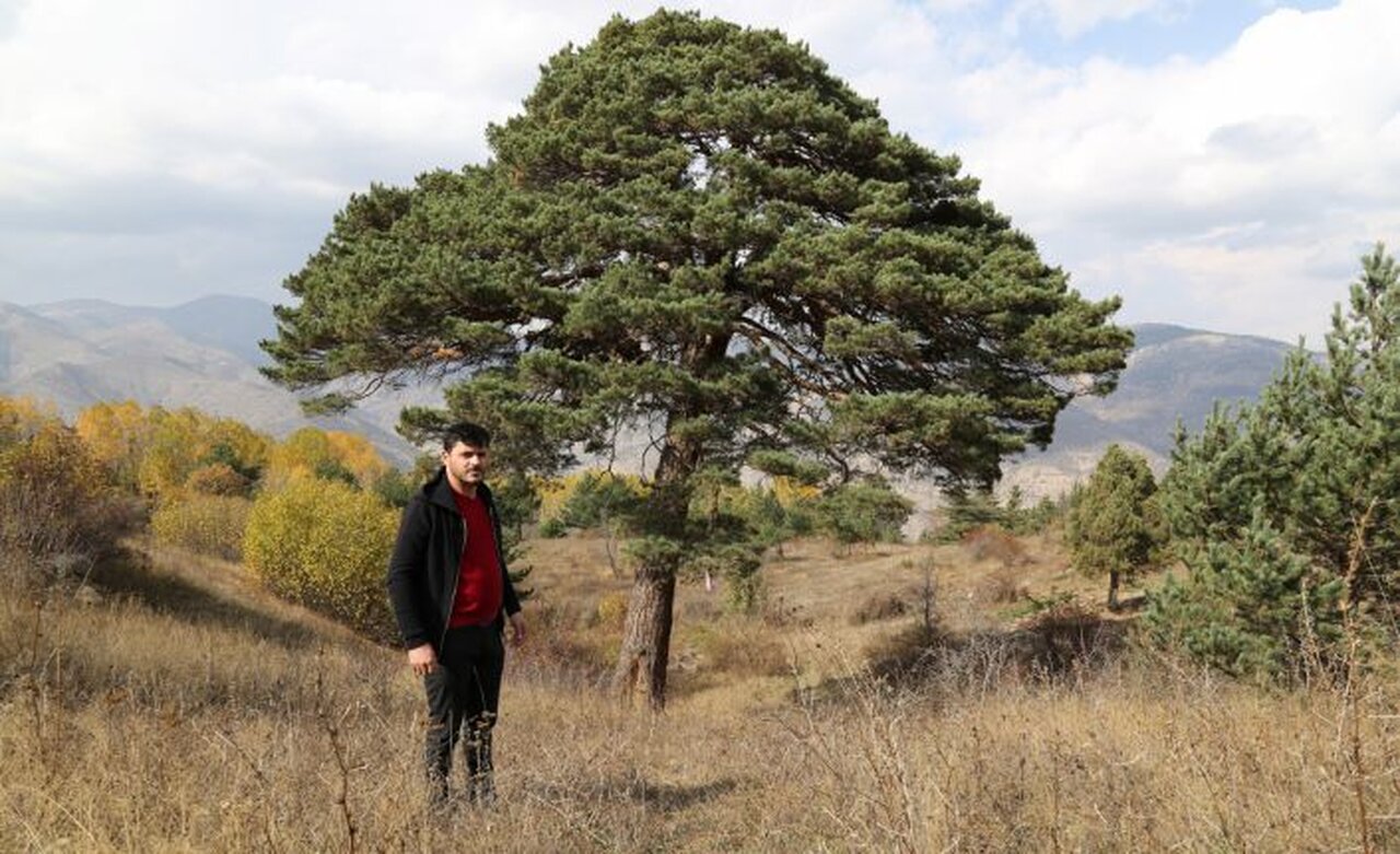 Dev çam ağacı hem boyutu hem de hikayesi ile dikkat çekiyor