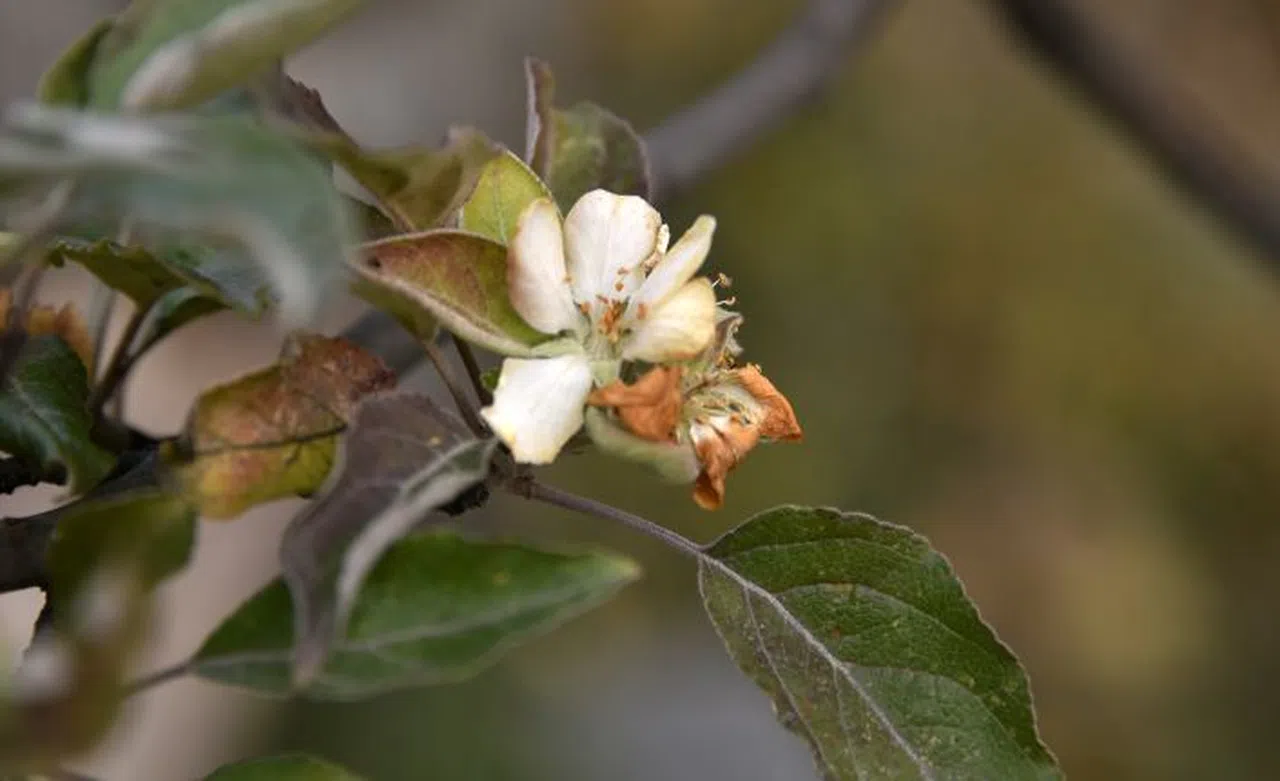 Kışı beklerken Kasım ayı ortasında elma ağacı çiçek açtı