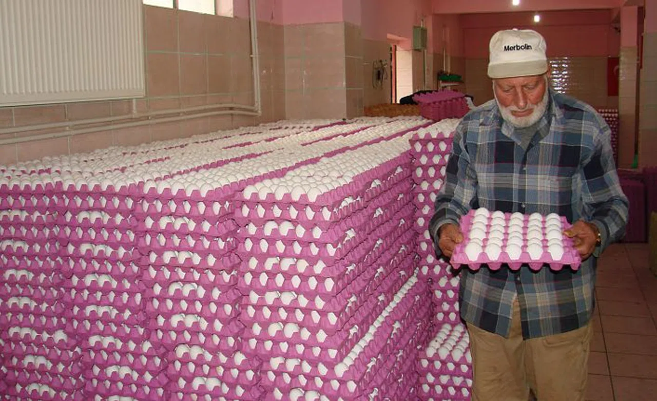 Kümesten modern tavukçuluğa