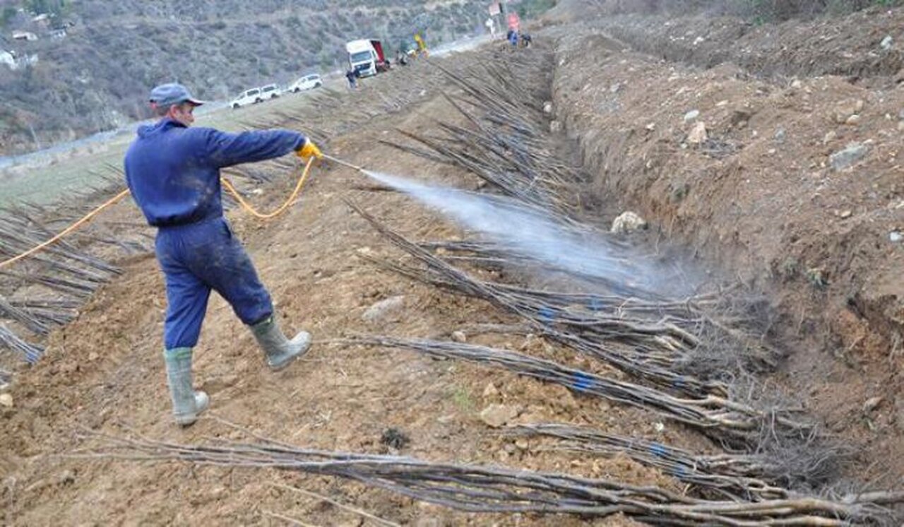 Gümüşhane’ye 36 bin Ceviz ve 2 bin Badem fidanı getirildi