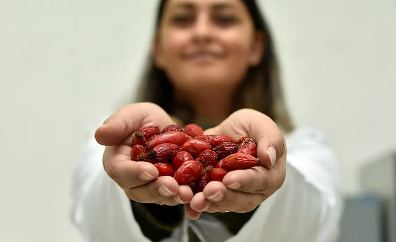Soğuk algınlığının ve cildin koruyucu kalkanı: Kuşburnu