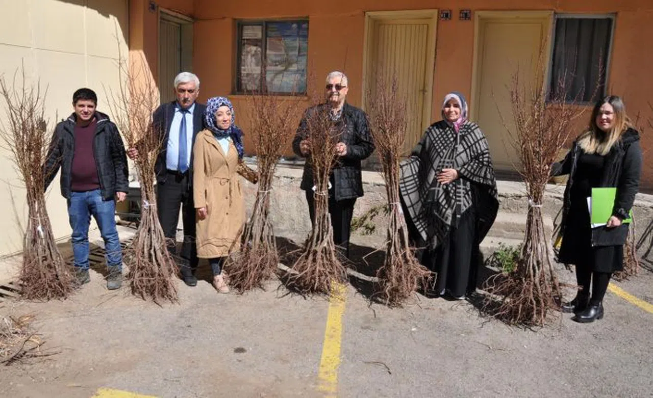 Çiftçilere geç olgunlaşan Mihralibey kayısısı fidanı dağıtıldı