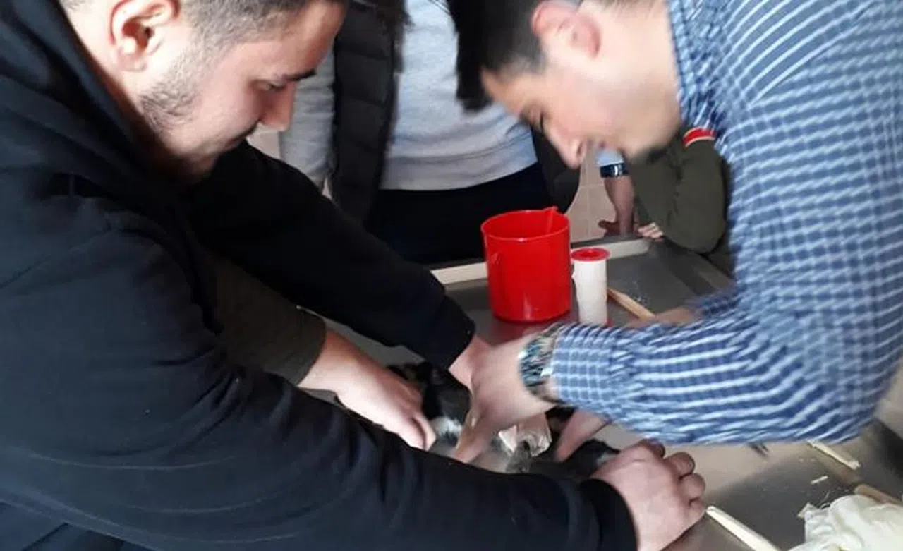 Yaralı yavru kediyi akademisyen ve öğrenciler tedavi etti