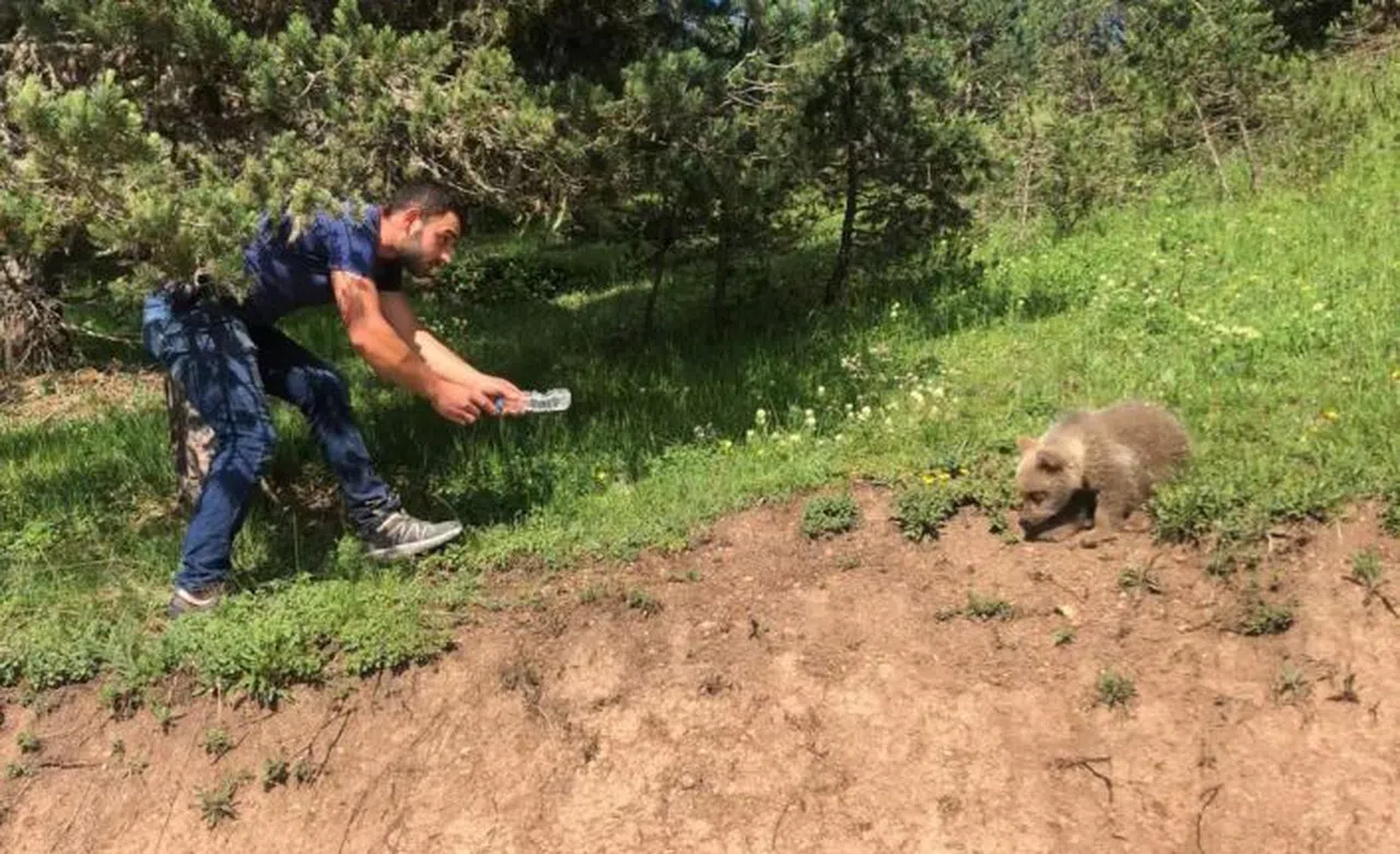 Yavru ayı yola indi, Arap turistler şaştı kaldı