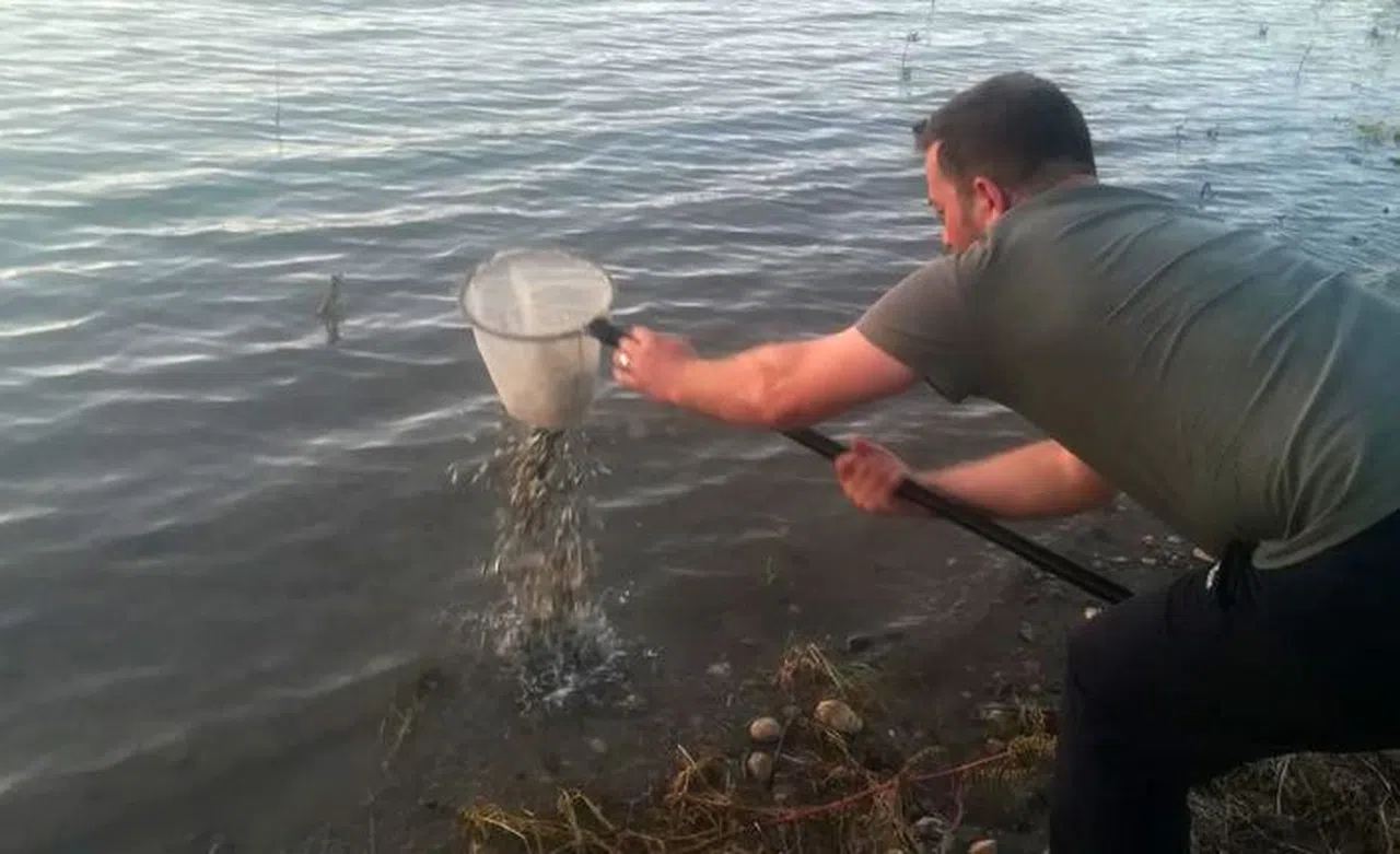 Gümüşhane'de göletlere 45 bin sazan yavrusu bırakıldı