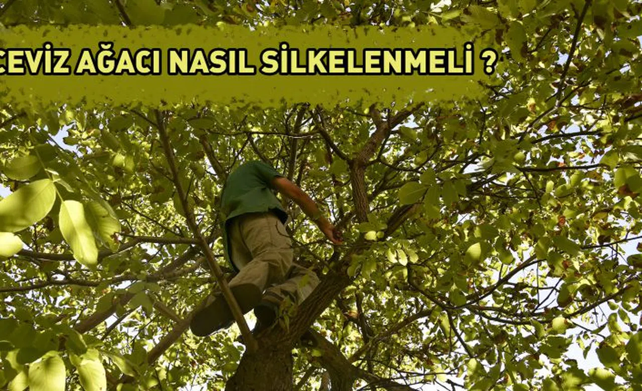 Gümüşhane’de son bir haftada 5 kişi ceviz ağacından düşerek ağır yaralandı
