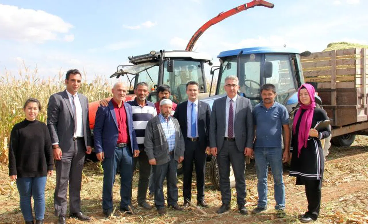 Köse’de ilk kez ekilen silajlık mısırda hasat yapıldı