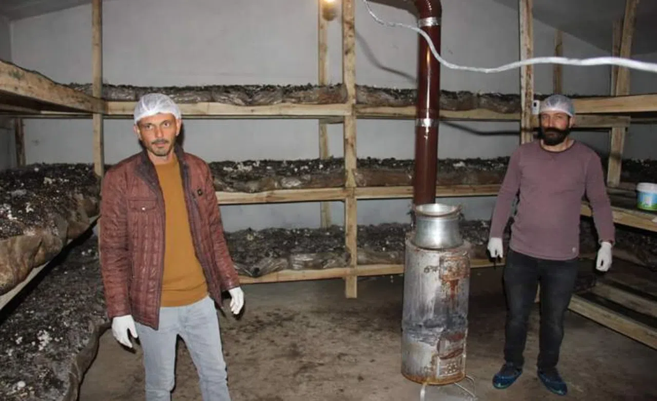 Köse’nin ilk mantar tesisini kurdu, ilk hasatta yarım ton ürün aldı