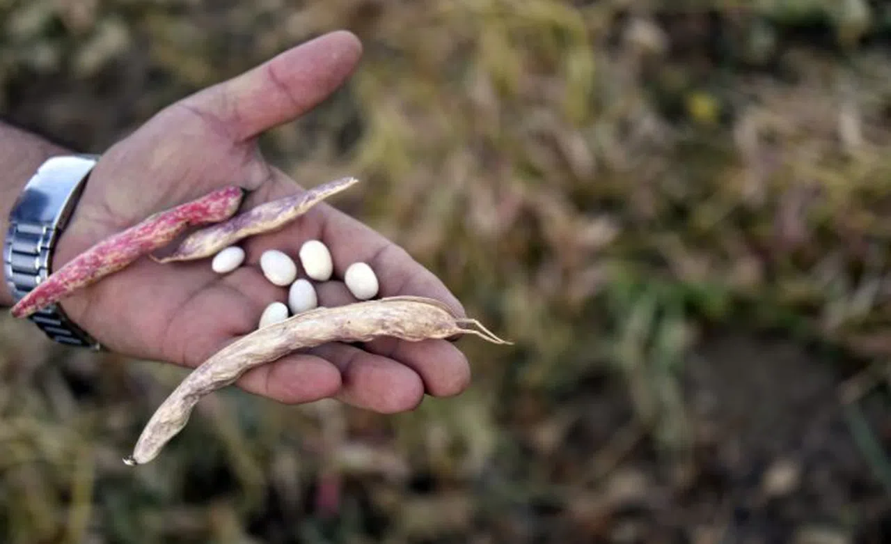 Tarım Kredi Kooperatifi 100 ton kuru fasulye aldı