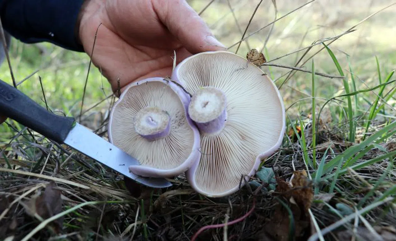 Gümüşhane’de mantar sezonu başladı... Zehirli mantara dikkat