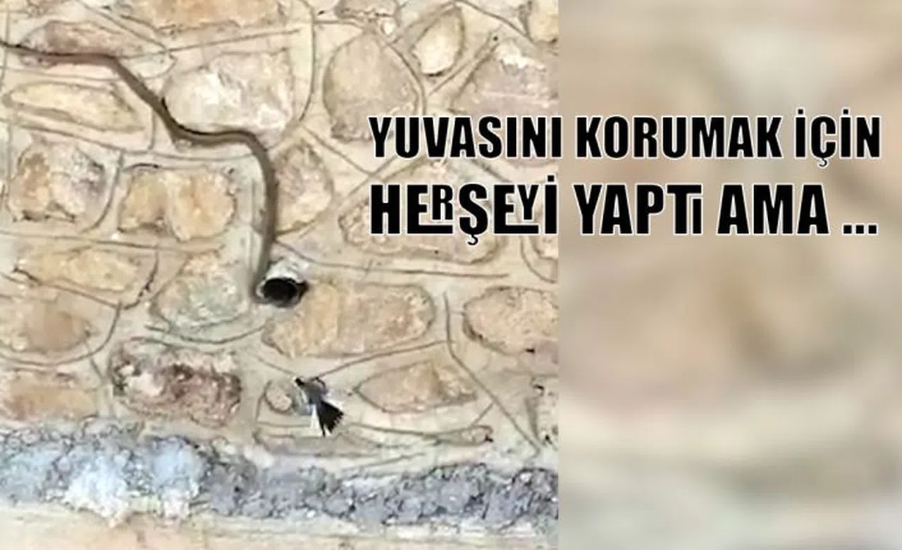 Yuvasını korumak için herşeyi yaptı ama...