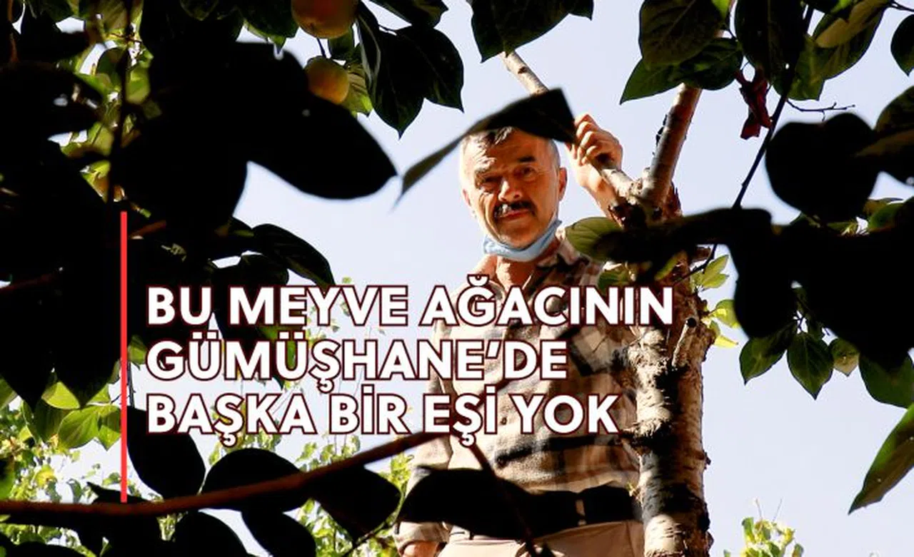 Bu meyve ağacının Gümüşhane’de başka eşi yok