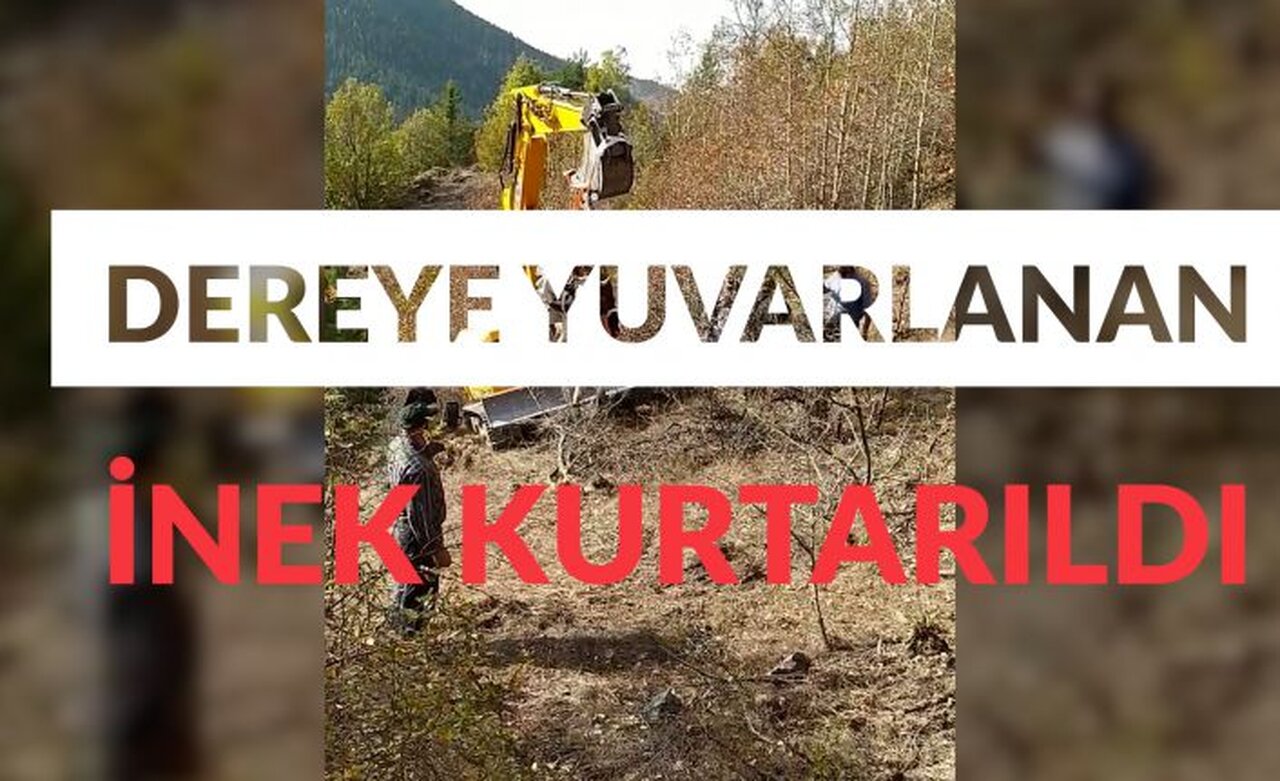 Doğumu yaklaşan ineği 2 günlük operasyonla kurtardılar