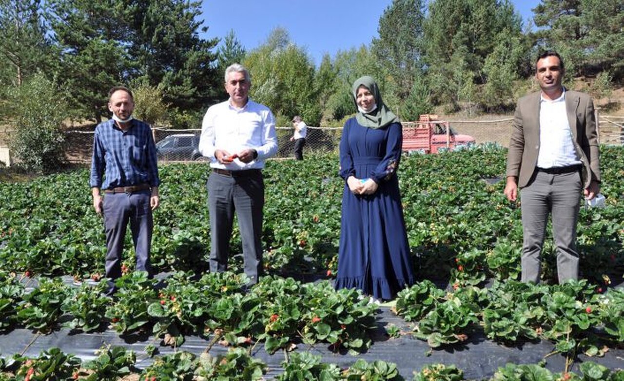 Gümüşhaneli üretici Çilek’ten 3 milyon lira kazandı
