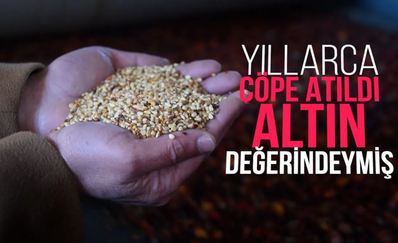 Yıllardır çöpe atılıyordu değeri yeni anlaşıldı