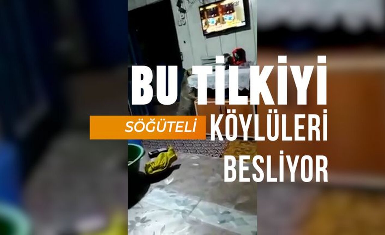 Aç kalan tilki köydeki evlere girerek karnını doyuruyor