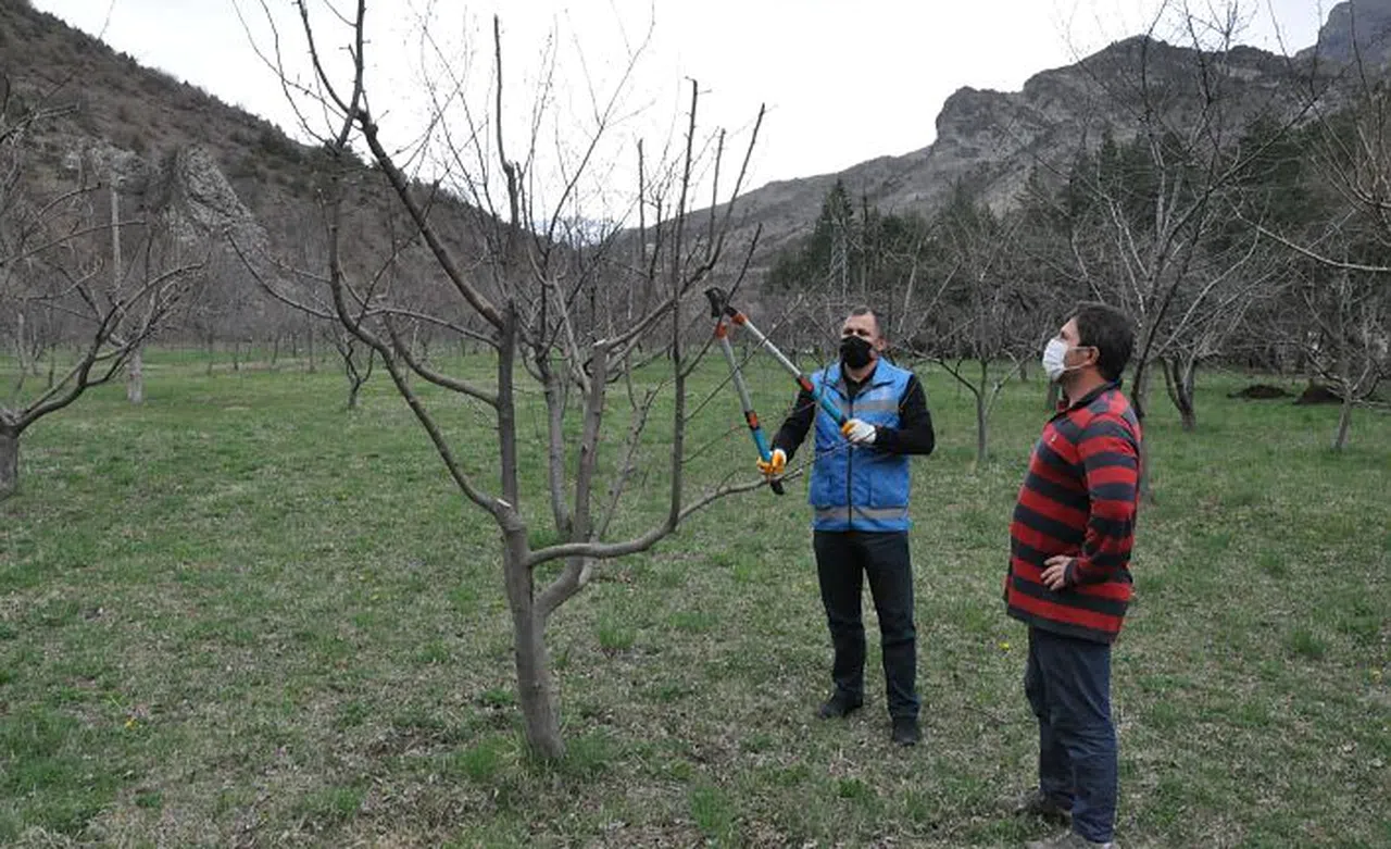 Gümüşhane’de budama sezonu başladı