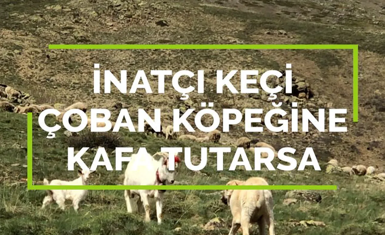 Keçi çoban köpeğine kafa tutarsa