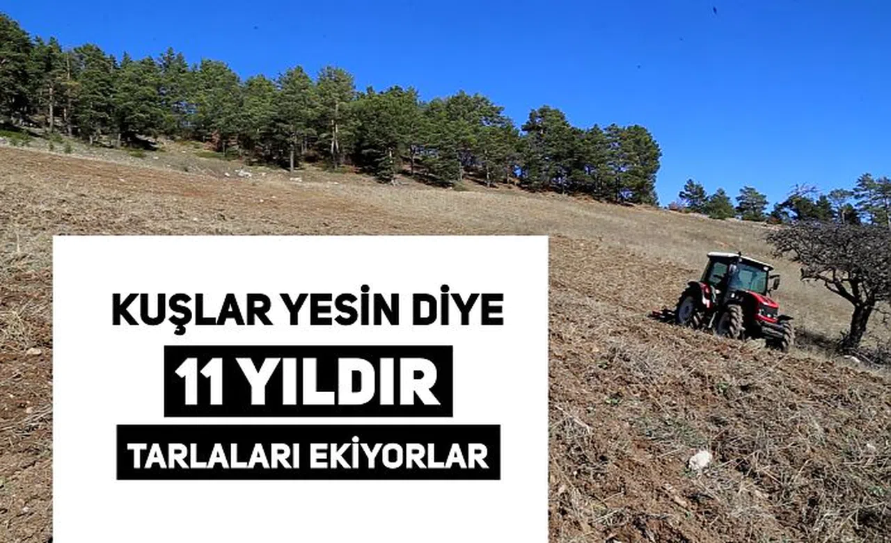 Kuşlar aç kalmasın diye 11 yıldır boş tarlaları ekiyorlar