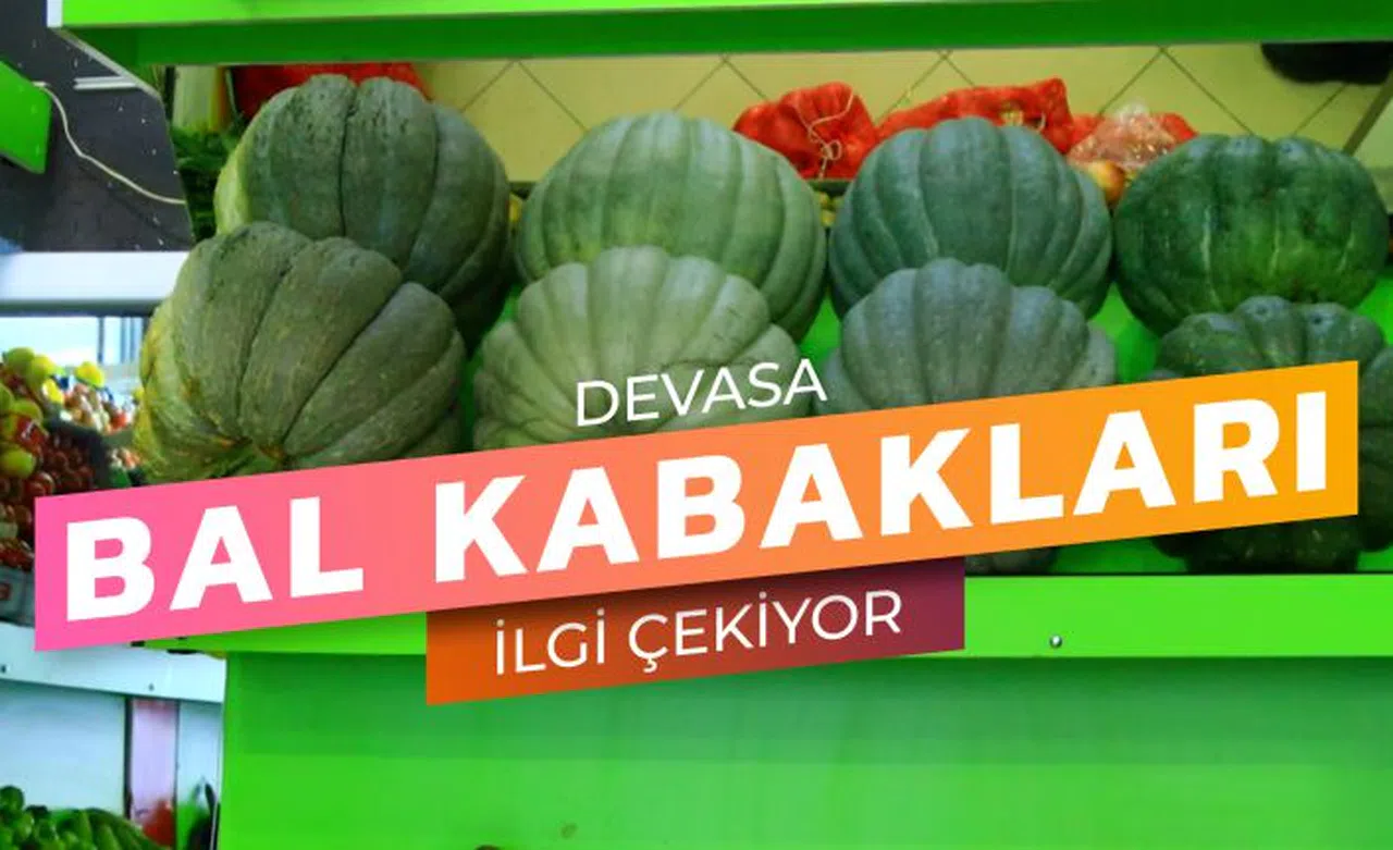 Gümüşhane’de devasa bal kabakları yoğun ilgi görüyor