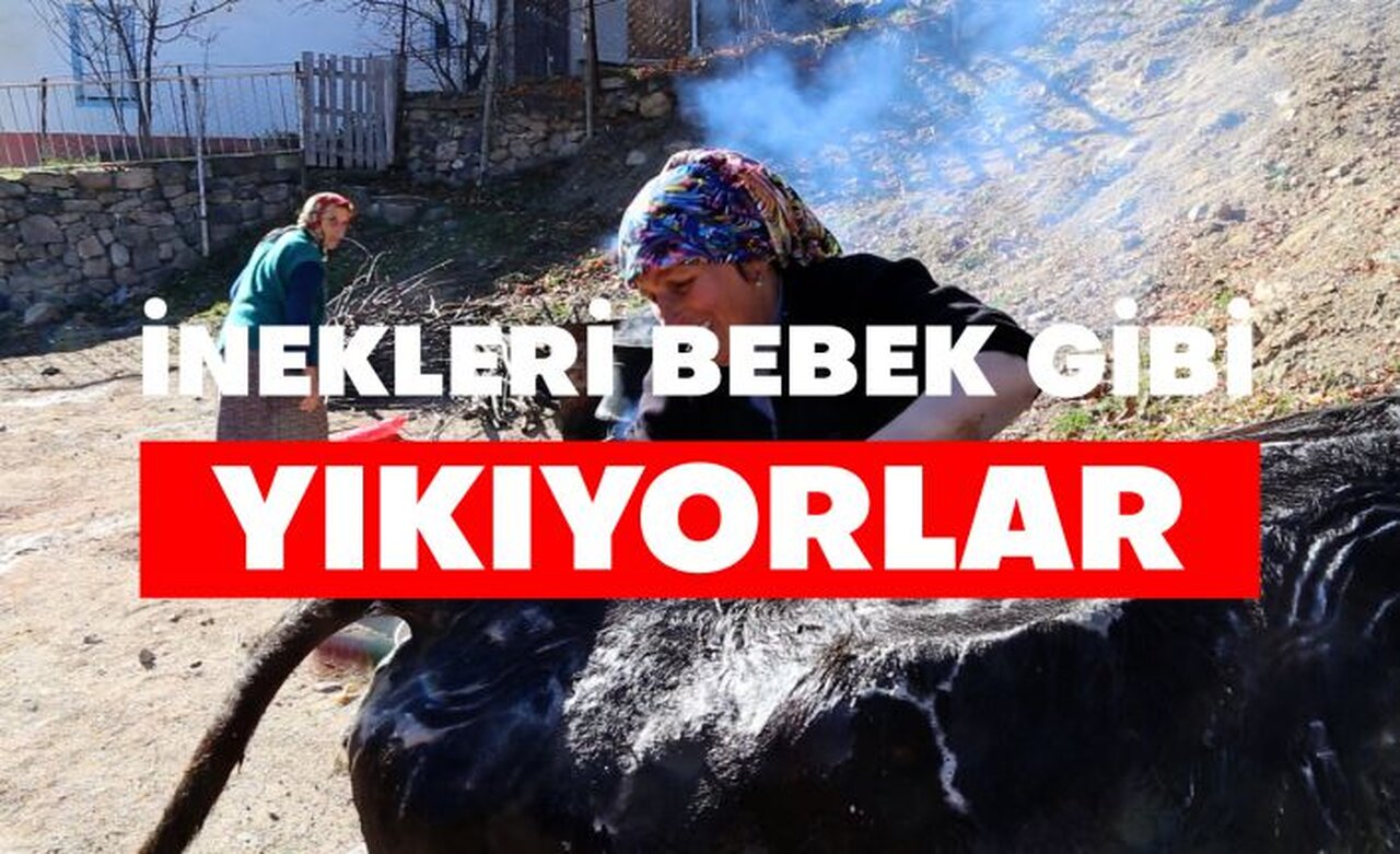 Kara kazanda ısıttıkları sularla inekleri bebek gibi yıkıyorlar