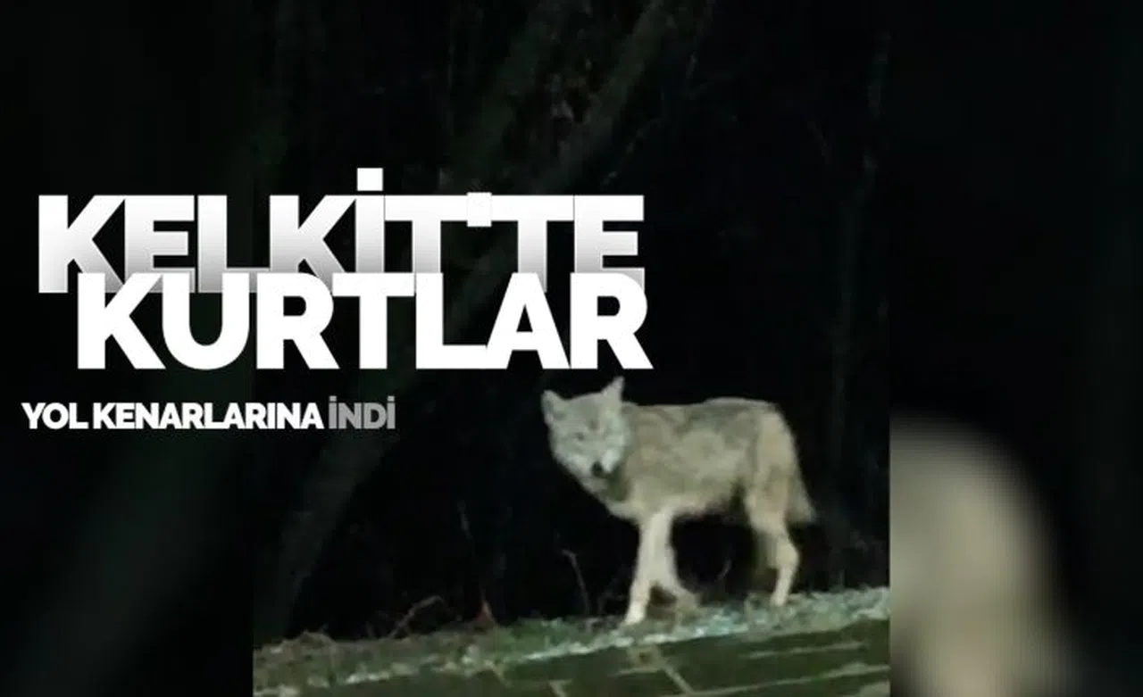 Kelkit ilçe merkezine inen kurt kameralara takıldı
